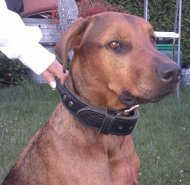 Leather Dog Collar with Handle for Rhodesian Ridgeback