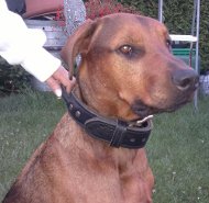 Halsband aus Leder mit Schlaufe für Rhodesian Ridgeback