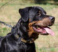 Hundehalsband aus Leder mit massiven Platten für Rottweiler