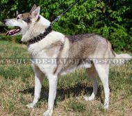 Designer Lederhalsband für Husky mit Spikes und Nieten✰✰✰