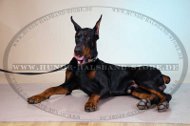 Design Halsband für Dobermann