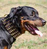 Luxus Halsband mit Spikes für Rottweiler