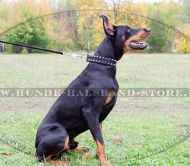 Geschmücktes Hundehalsband aus Nylon für Dobermann▲▲▲