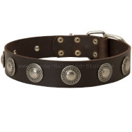 Breites Hundehalsband Leder mit Silber-Concho