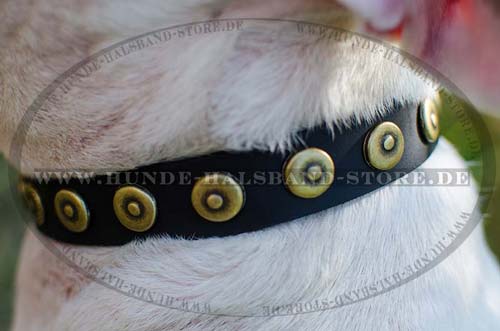 Lederhalsband fuer BUllterrier