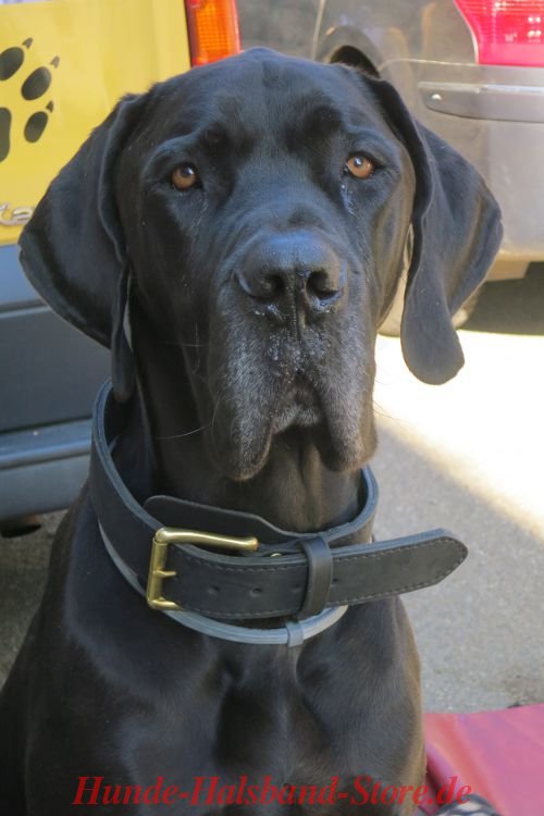 Hundehalsband für Training Ihres Hundes