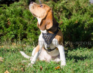 Nietengeschirr aus echtem Leder für Beagle