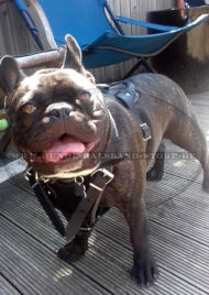 Hetzgeschirr aus Leder für Französische Bulldogge