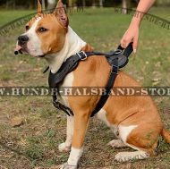 Festes Leder Hundegeschirr für Amstaff