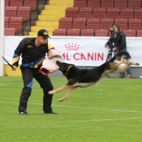 Deutscher Schäferhund in IGP