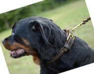 Rottweiler Lederhalsband Geflochten