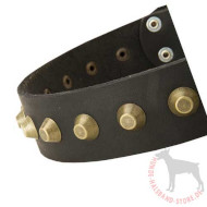 Leather Dog Collar With Brass Pyramids | Dog Collar Exclusive