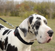 Hundehalsband Nylon für Deutsche Dogge