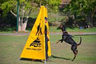 Schutz Hund Training Versteck
