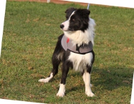 Hundebekleidung für Border Collie . Nylonmantel warm und bequem