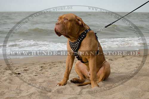 Harness Exclusive Leather with Pyramids for Dogue de Bordeaux