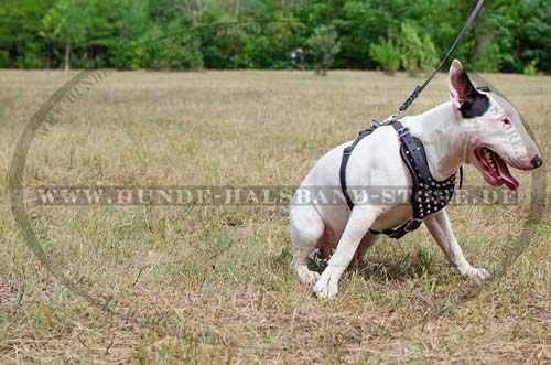 Harness for Bull Terrier Leather Exclusive with Pyramids
