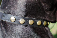 Luxuriöses Hundehalsband Leder für Deutsche Dogge