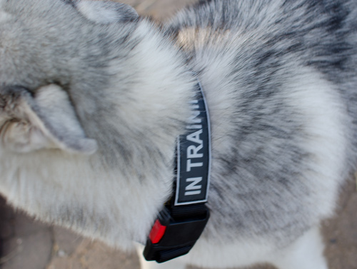 Alaskan Malamute Hundehalsband Nylon