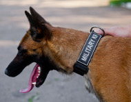 Dog Collar Nylon with Patches for Malinois