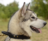 Leather Dog Collar with Handle for Malamute