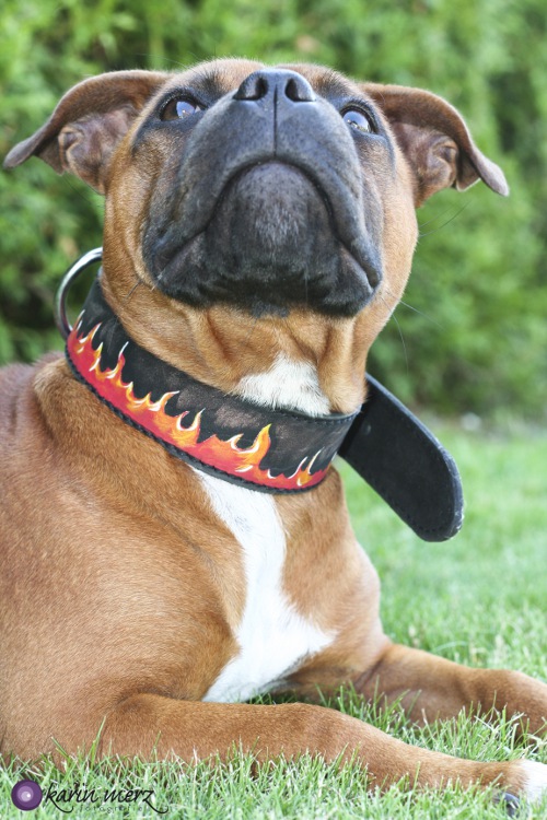 Bemaltes Hundehalsband Staffordshire Bullterrier