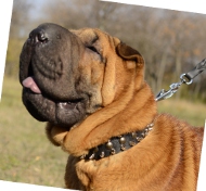 Hundehalsband Leder für Shar-Pei mit Nieten