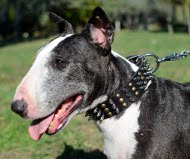 Hundehalsband Leder für Bullterrier mit Spikes und Pyramiden