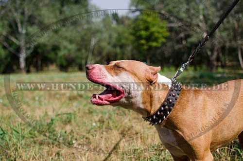 Designer leather spiked pitbull collar