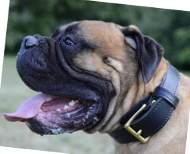 Leather Collar for Bullmastiff