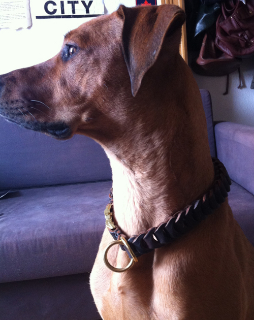 Braided Dog Collar for Ridgeback