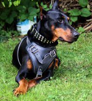 Hundehalsband Leder für Dobermann mit 3 Reihen der Pyramiden!