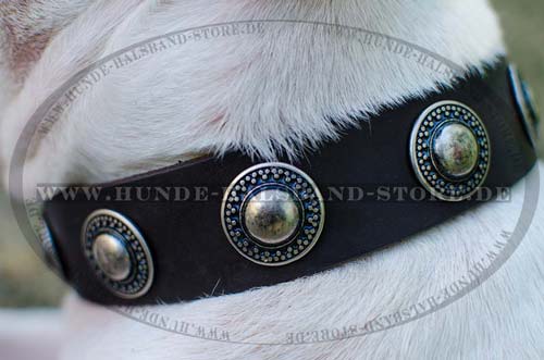 Leather Dog Collar for Bullterrier with Conchas 