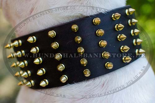 Leather Dog Collar for Bull Terrier with Golden Spikes 