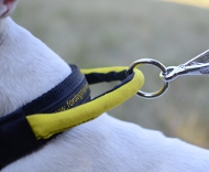 K9 Dog Collar Nylon for Bullterrier, Bull Terrier collar