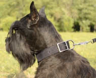 Hundehalsband Nylon für Riesenschnauzer