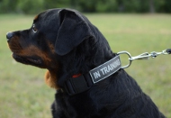 K9 Dog Collar with Patches for Rottweiler