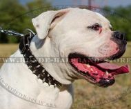 Lederhalsband mit Spikes und Nieten für amerikanische Bulldogge