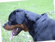 Rottweiler Training Nylonhalsband