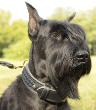 Hundehalsband geflochten für Großen Schnauzer, Super ❺