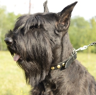 Kaufen Sie Halsband aus Leder mit Kreisen für Schnauzer!