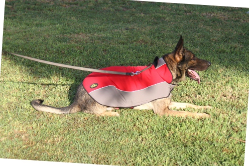 German Shepherd dog winter coat 