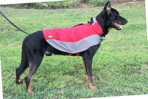 dog coat for Doberman