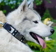 Halsband Nieten für Husky