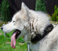 Hundehalsband Leder für Husky Geflochten - zum Schließen ins Bild klicken