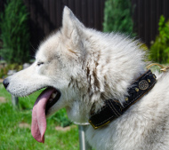 Hundehalsband Leder für Husky Geflochten