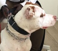 Nylon Collar for Dog Identification | Nylon Collar for Dogs