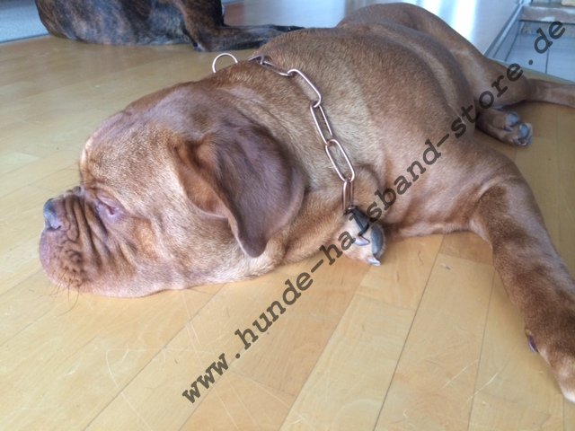 dog chain collar for bordeaux dogge