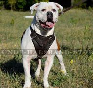 Amerikanische Bulldogge Hundegeschirr aus Naturleder