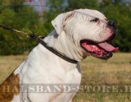 Erziehungshalsband aus Leder für amerikanische Bulldogge